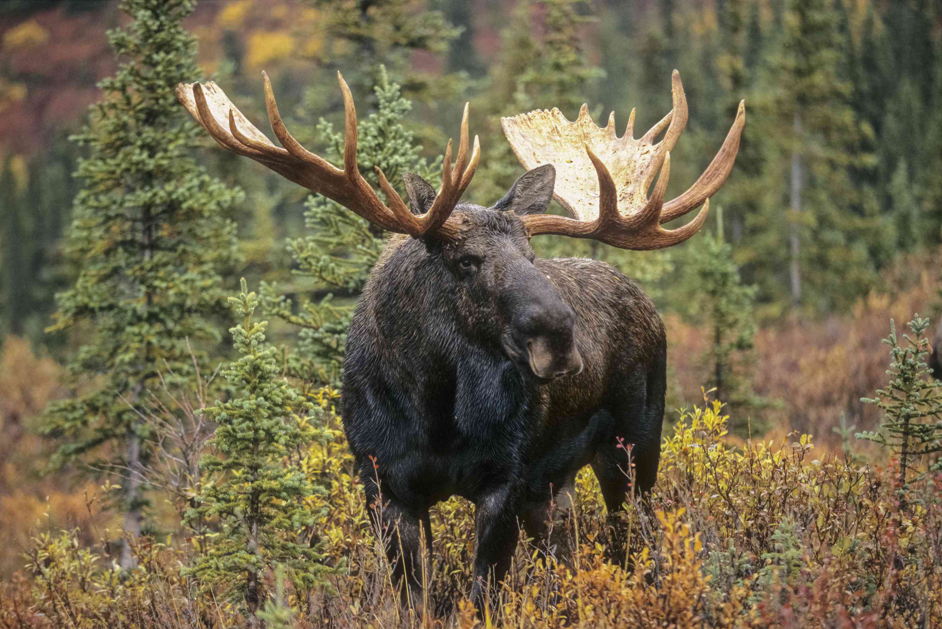 Where Animals Live In The Boreal Forest